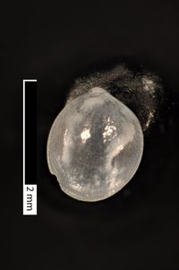 To ANSP Malacology Collection in GBIF (catalog no. 211873)