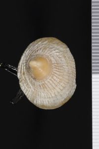 To ANSP Malacology Collection in GBIF (catalog no. 7818)