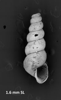 To ANSP Malacology Collection in GBIF (catalog no. 94846)