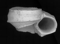 To ANSP Malacology Collection in GBIF (catalog no. 181377)