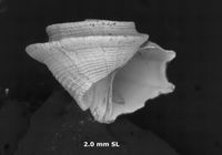 To ANSP Malacology Collection in GBIF (catalog no. 178697)