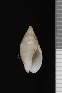 To ANSP Malacology Collection in GBIF (catalog no. 82144)