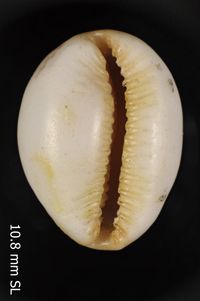 To ANSP Malacology Collection in GBIF (catalog no. 39643)