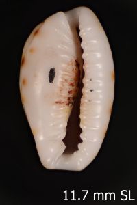 To ANSP Malacology Collection in GBIF (catalog no. 39655)