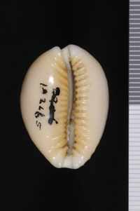 To ANSP Malacology Collection in GBIF (catalog no. 182665)