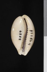 To ANSP Malacology Collection in GBIF (catalog no. 181664)