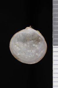 To ANSP Malacology Collection in GBIF (catalog no. 107532)