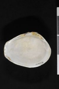 To ANSP Malacology Collection in GBIF (catalog no. 56849)