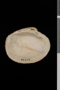 To ANSP Malacology Collection in GBIF (catalog no. 86299)