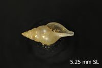 To ANSP Malacology Collection in GBIF (catalog no. 178907)