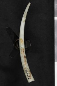 To ANSP Malacology Collection in GBIF (catalog no. 35446)