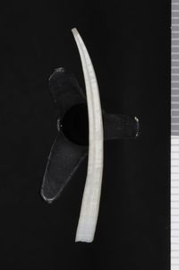 To ANSP Malacology Collection in GBIF (catalog no. 35459)