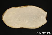 To ANSP Malacology Collection in GBIF (catalog no. 180659)