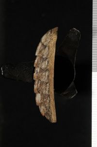 To ANSP Malacology Collection in GBIF (catalog no. 76428)