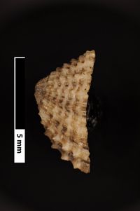 To ANSP Malacology Collection in GBIF (catalog no. 211878)