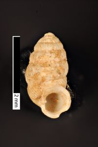 To ANSP Malacology Collection in GBIF (catalog no. 83016)
