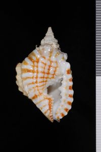 To ANSP Malacology Collection in GBIF (catalog no. 326470)