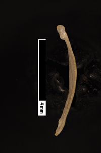 To ANSP Malacology Collection in GBIF (catalog no. 20710)