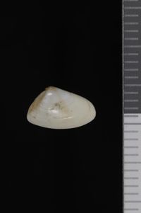 To ANSP Malacology Collection in GBIF (catalog no. 80505)