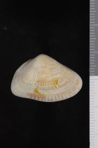 To ANSP Malacology Collection in GBIF (catalog no. 51562)