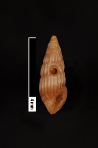 To ANSP Malacology Collection in GBIF (catalog no. 15690)