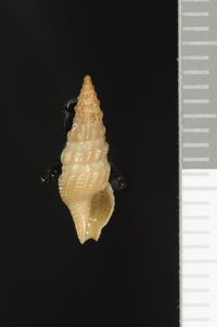 To ANSP Malacology Collection in GBIF (catalog no. 81947)