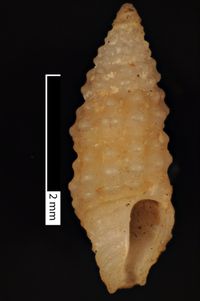 To ANSP Malacology Collection in GBIF (catalog no. 15307)