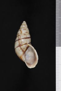 To ANSP Malacology Collection in GBIF (catalog no. 25780)