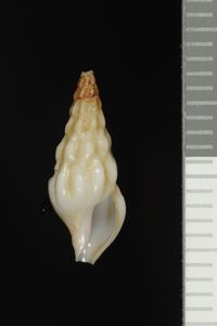 To ANSP Malacology Collection in GBIF (catalog no. 81948)