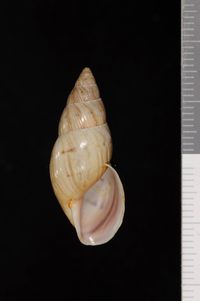 To ANSP Malacology Collection in GBIF (catalog no. 164570)