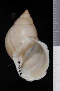 To ANSP Malacology Collection in GBIF (catalog no. 140302)