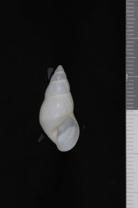 To ANSP Malacology Collection in GBIF (catalog no. 25853)