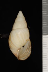 To ANSP Malacology Collection in GBIF (catalog no. 187730)