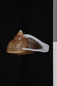 To ANSP Malacology Collection in GBIF (catalog no. 73553)