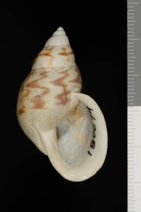 To ANSP Malacology Collection in GBIF (catalog no. 180674)