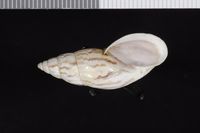 To ANSP Malacology Collection in GBIF (catalog no. 98098)