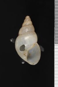 To ANSP Malacology Collection in GBIF (catalog no. 159897)