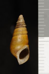 To ANSP Malacology Collection in GBIF (catalog no. 27451)