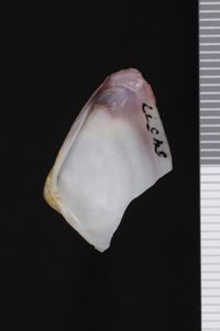 To ANSP Malacology Collection in GBIF (catalog no. 54577)