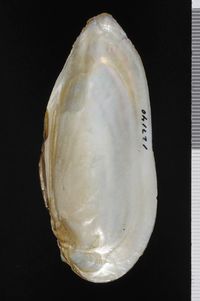 To ANSP Malacology Collection in GBIF (catalog no. 127140)