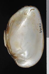 To ANSP Malacology Collection in GBIF (catalog no. 290911)