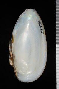 To ANSP Malacology Collection in GBIF (catalog no. 324501)