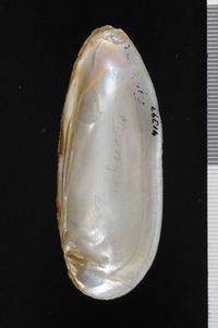 To ANSP Malacology Collection in GBIF (catalog no. 41397)