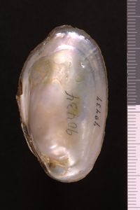 To ANSP Malacology Collection in GBIF (catalog no. 90434)