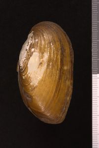 To ANSP Malacology Collection in GBIF (catalog no. 56784)