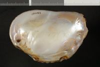 To ANSP Malacology Collection in GBIF (catalog no. 290740)