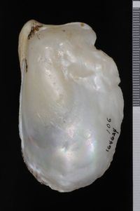 To ANSP Malacology Collection in GBIF (catalog no. 164624)