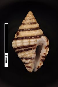 To ANSP Malacology Collection in GBIF (catalog no. 34538)
