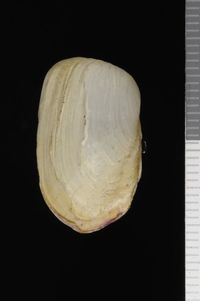 To ANSP Malacology Collection in GBIF (catalog no. 70878)