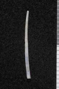 To ANSP Malacology Collection in GBIF (catalog no. 35564)